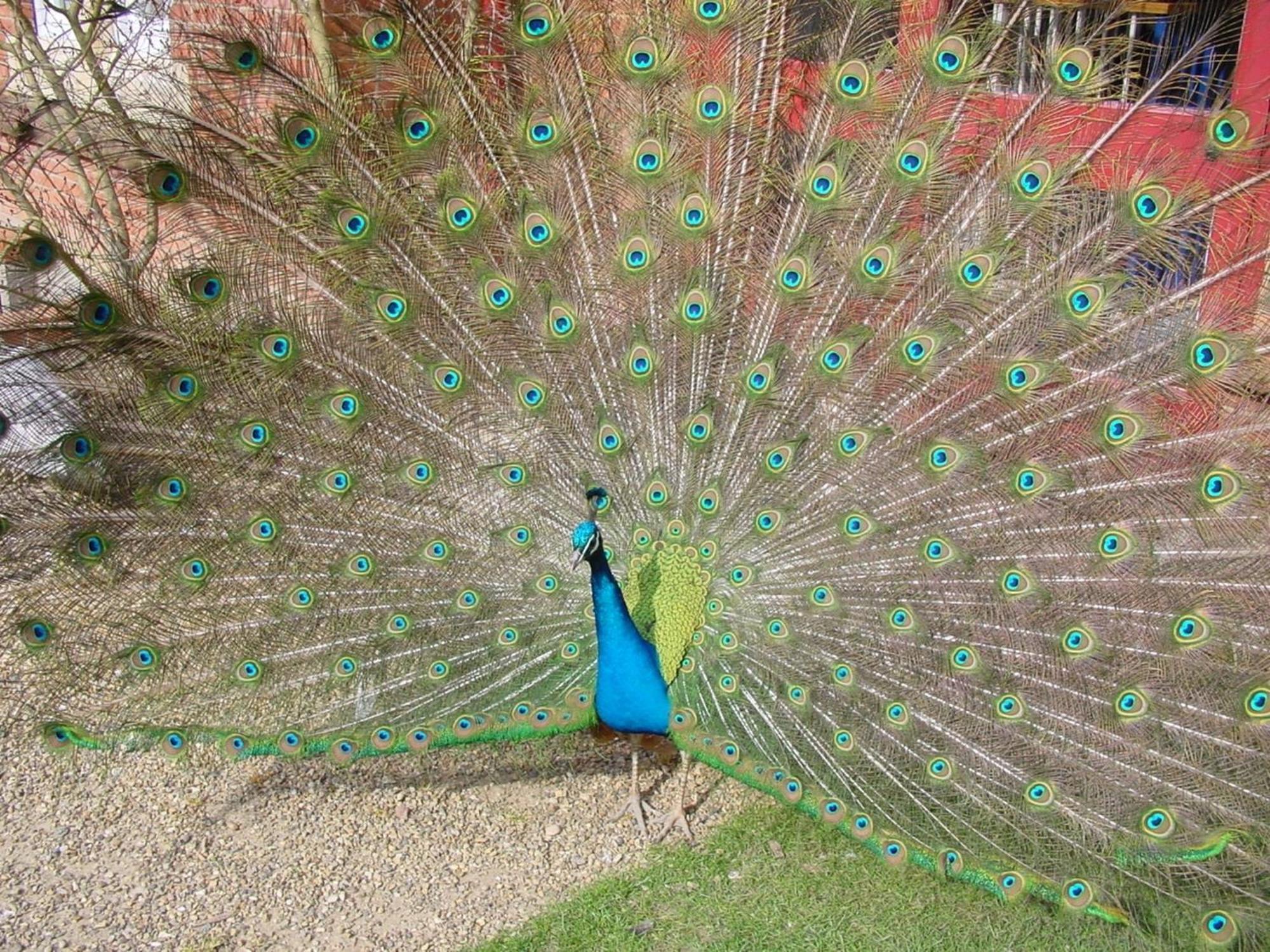 Pendley Manor Hotel Tring Kültér fotó